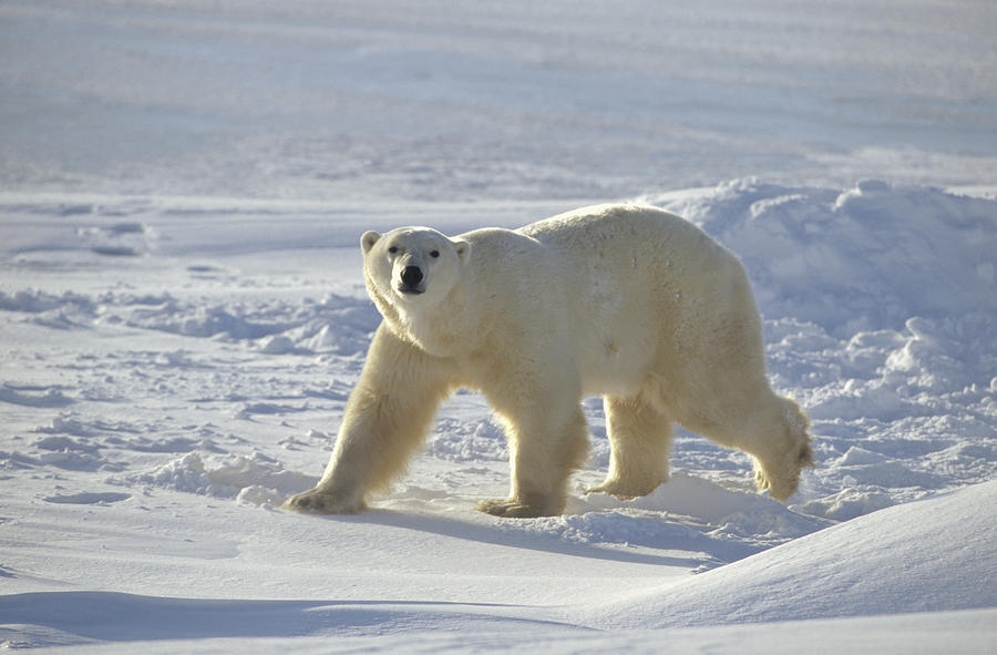 Polar Bear On The Near Shore Ice Photograph by Flip Nicklin
