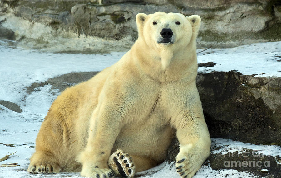 Polar Bear Photograph - Polar Bear Posing by Darleen Stry