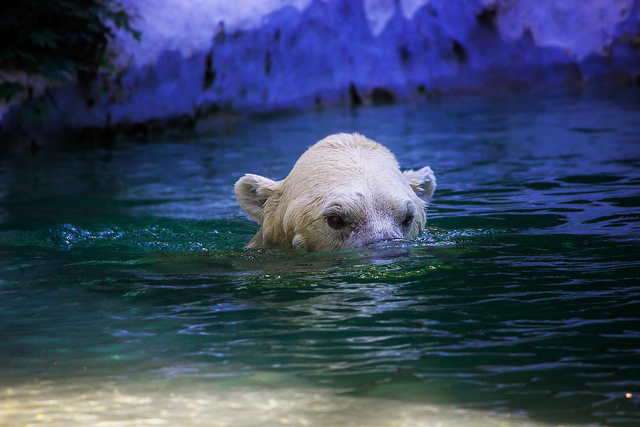 Polar Bear Photograph - Polar Bear by Robert Mirabelle