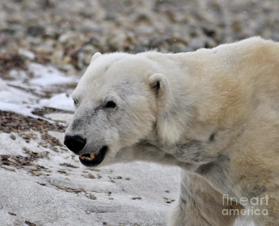 Polar Bear Photograph by Ronald Grogan