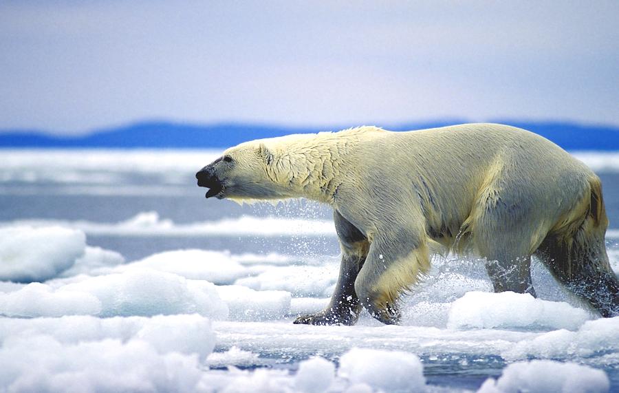 Polar Bear Running On An Ice Flow Photograph by John Pitcher