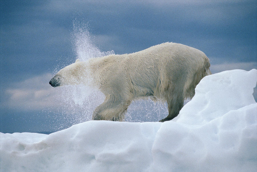 Polar Bear Shaking Wager Bay Canada Photograph by Flip Nicklin