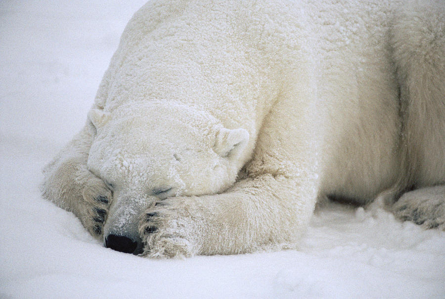 Polar Bear Sleeping In Churchill Photograph by Flip Nicklin