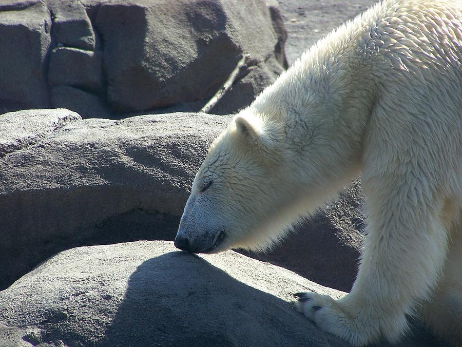 Polar Bear Photograph - Polar Bear Smells by Geri Chamberlin