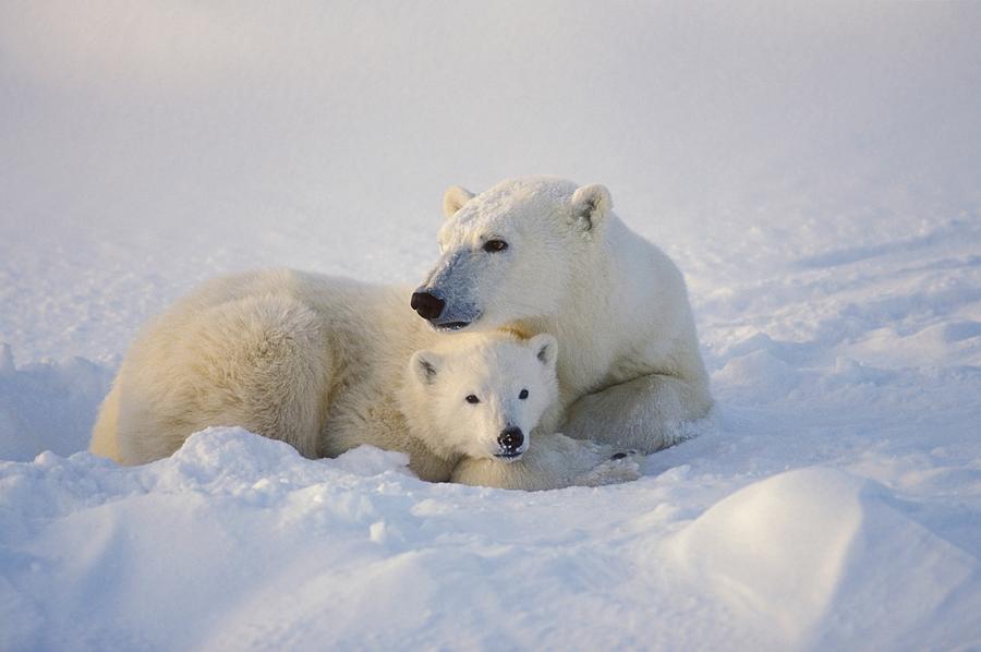 Polar Bear Sow With Cub Photograph