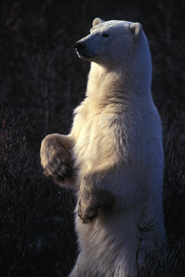 bear with long legs amazon