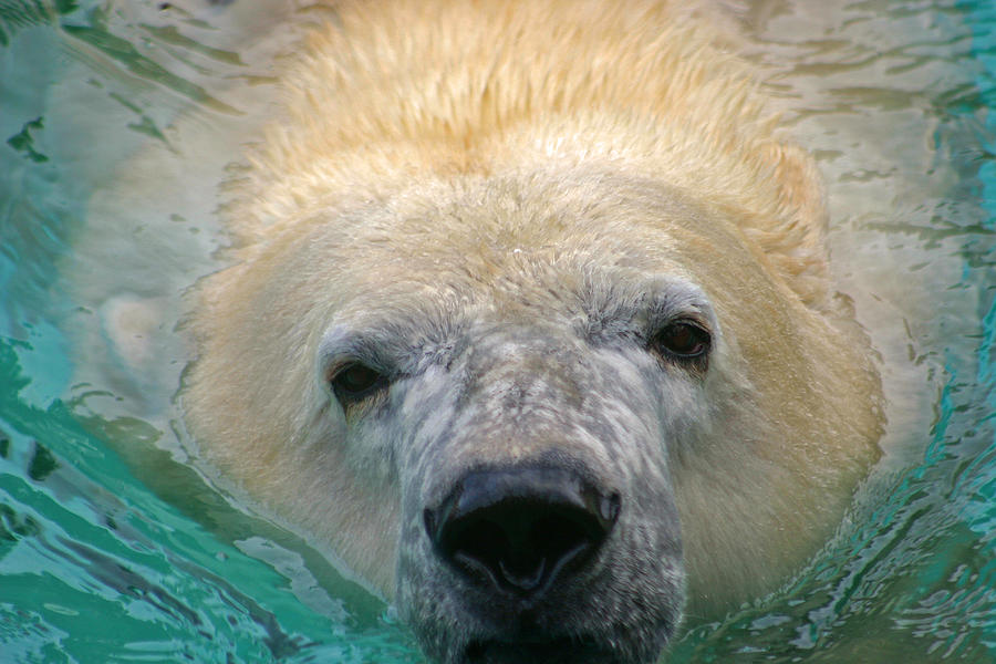 Philadelphia Photograph - Polar Bear Swim by David Rucker