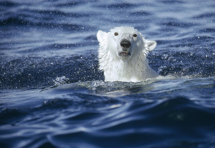 Polar Bear Swimming Off  Baffin Island Photograph by Flip Nicklin
