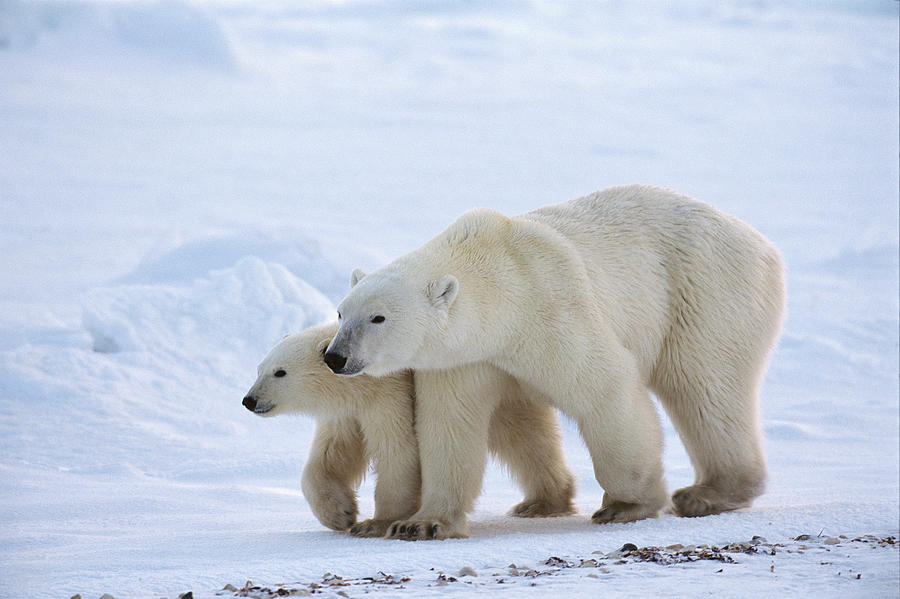 Polar Bear Ursus Maritimus And Cub Photograph by Suzi Eszterhas