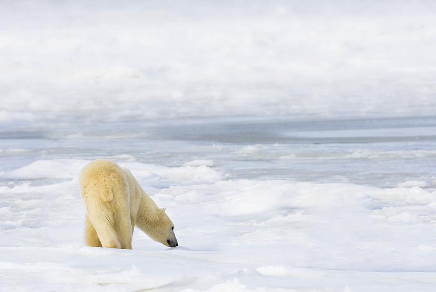 Winter Photograph - Polar Bear Ursus Maritimus Being by Richard Wear