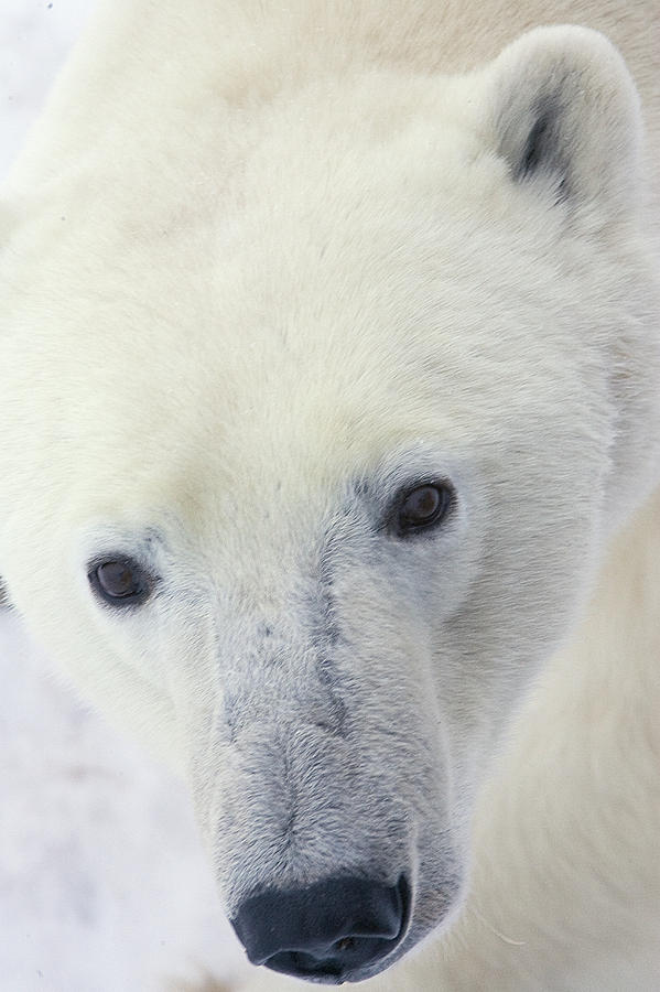 Polar Bear Ursus Maritimus Close-up Photograph by Matthias Breiter