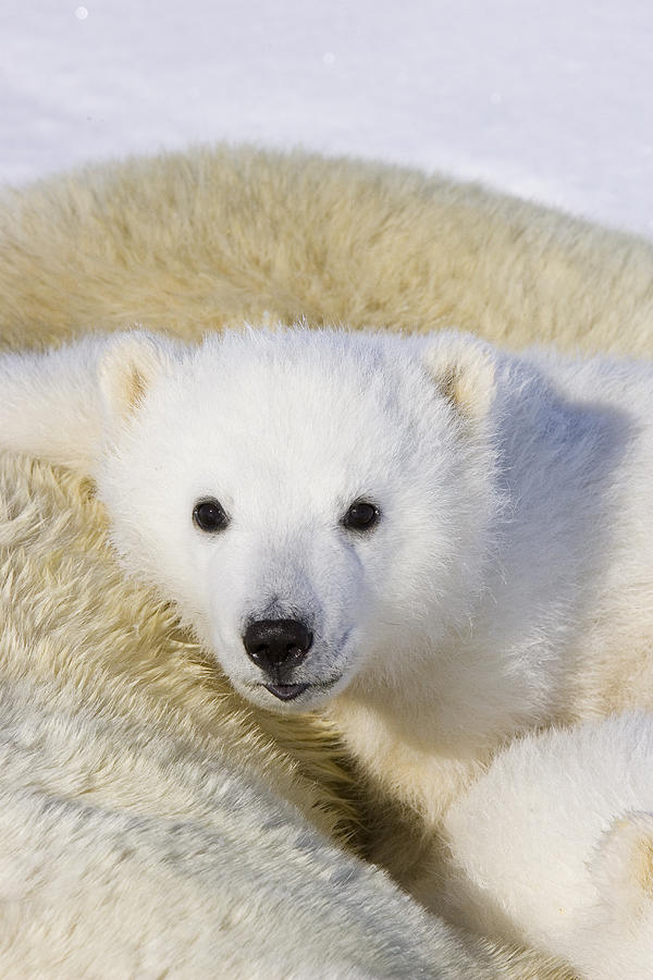 Polar Bear Ursus Maritimus Cub Photograph by Suzi Eszterhas