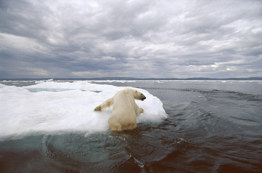 Polar Bear Ursus Maritimus Hauling Photograph by Flip  Nicklin