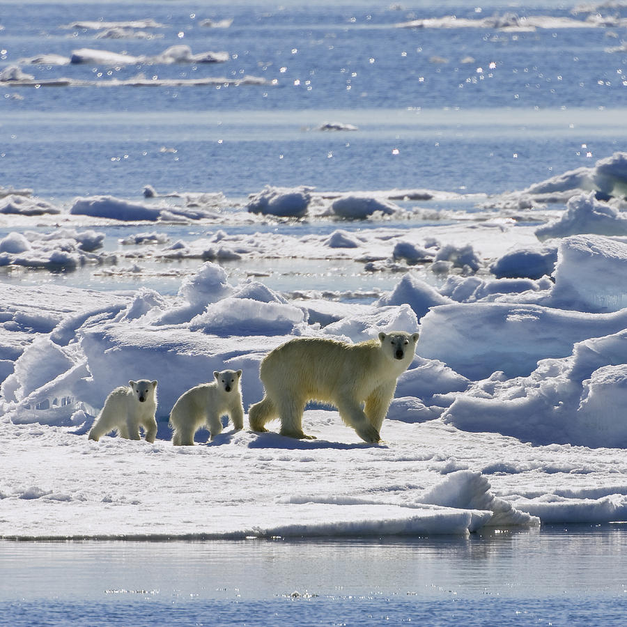 Polar Bear Ursus Maritimus Mother Photograph by Konrad Wothe