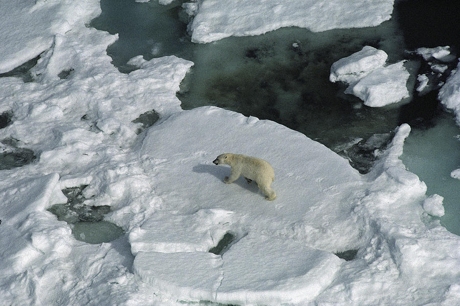 Polar Bear Ursus Maritimus On Ice Photograph by Flip Nicklin