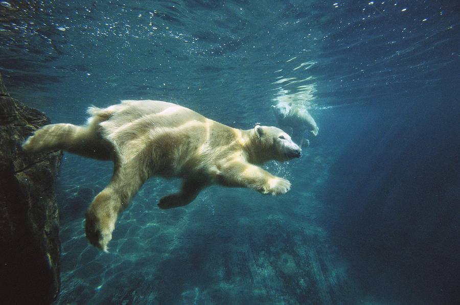 Polar Bear Ursus Maritimus Pair Photograph by San Diego Zoo
