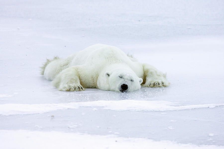 Polar Bear Ursus Maritimus Resting Photograph by Matthias Breiter