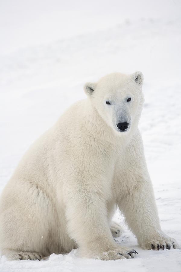 Polar Bear Ursus Maritimus Sitting On Photograph by Richard Wear