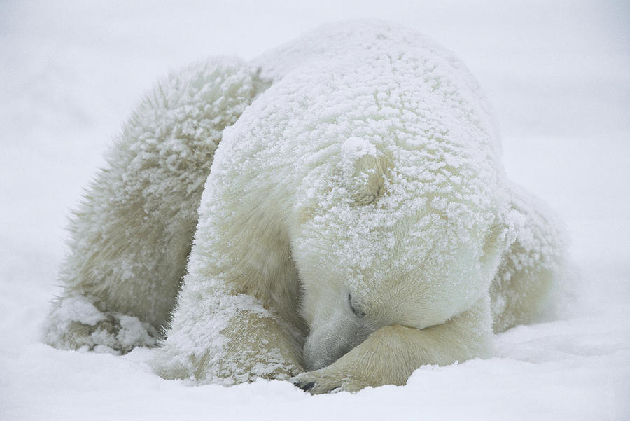 Polar Bear Ursus Maritimus Sleeping Photograph by Konrad Wothe