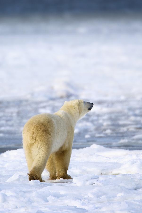 Polar Bear Ursus Maritimus Sniffs The Photograph by Richard Wear - Fine ...