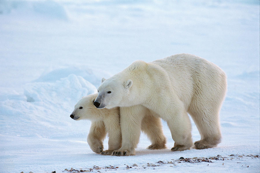 Polar Bear Ursus Maritimus Sow And 11 Photograph by Suzi Eszterhas