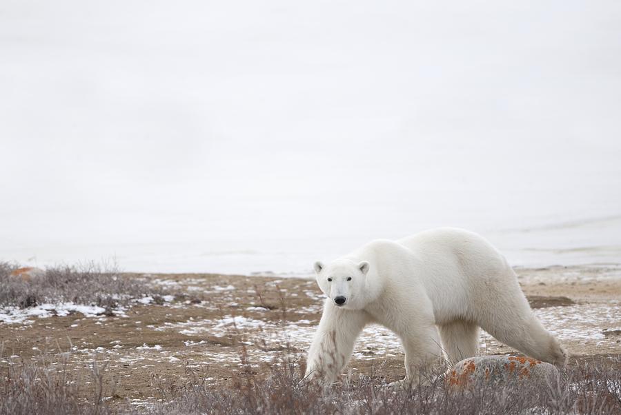 Polar Bear Photograph - Polar Bear Ursus Maritimus Staring by Richard Wear