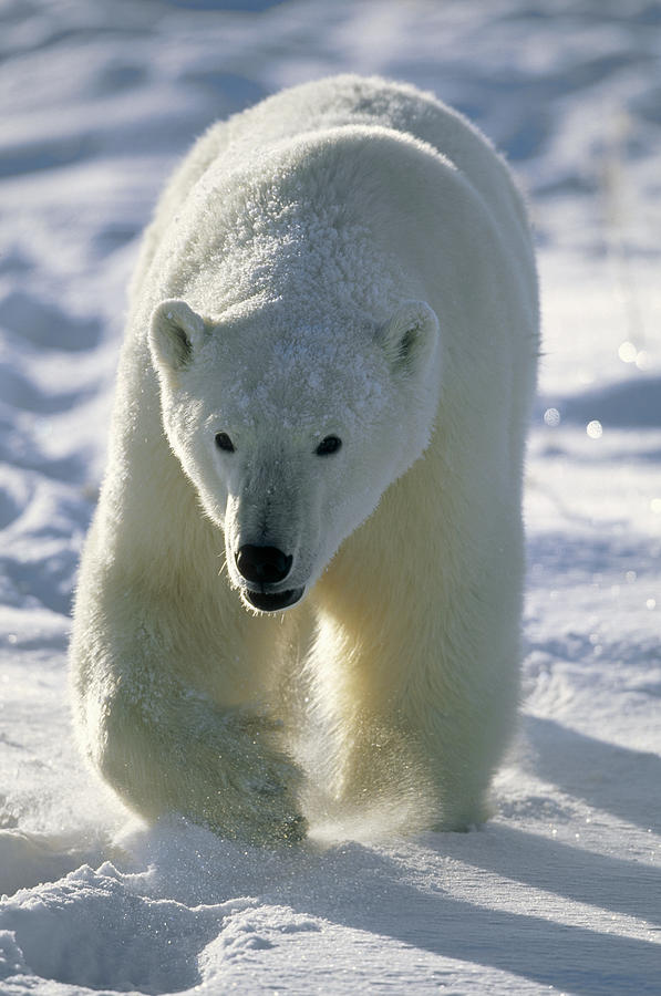 Polar Bear Ursus Maritimus Walking Photograph by Konrad Wothe