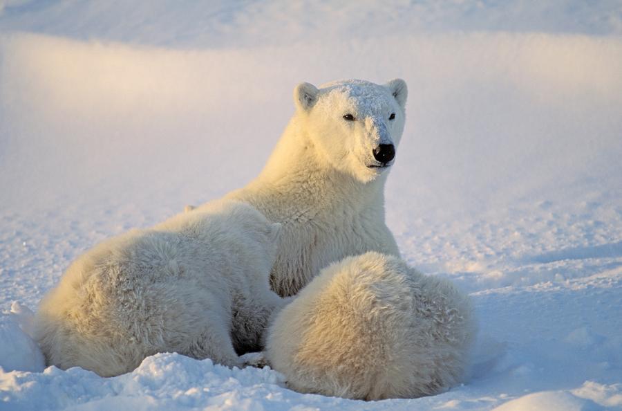 Polar Bear With Nursing Cub Photograph by John Pitcher