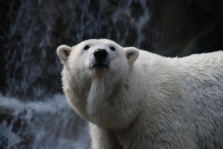 Polar Bear with waterfall Photograph by Richard Bryce and Family - Pixels