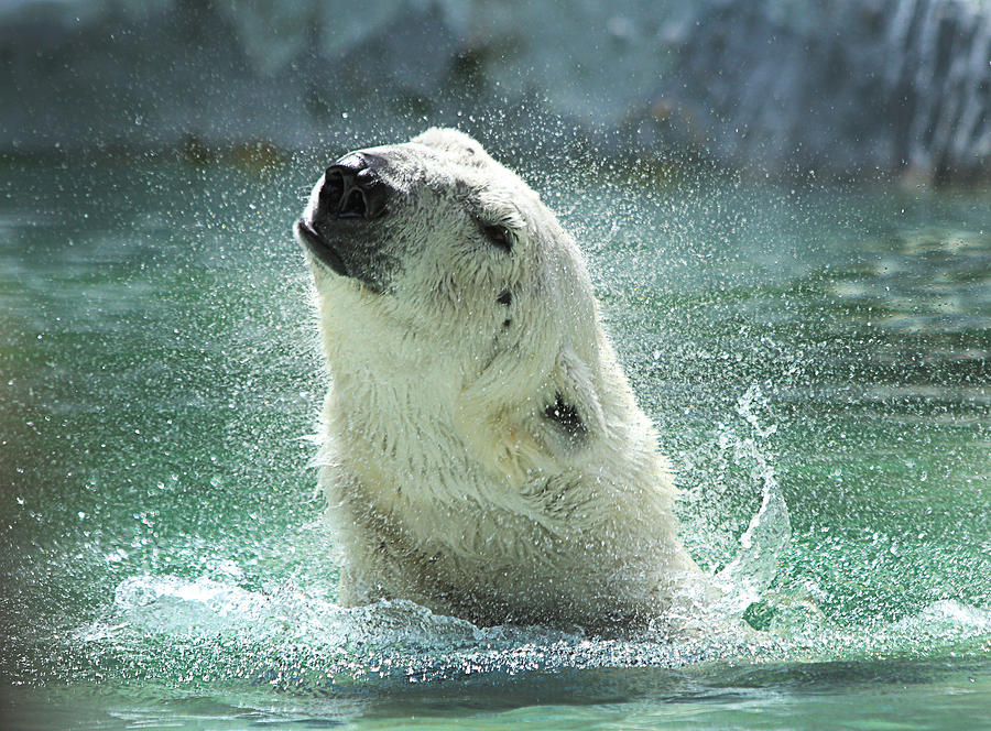 Polar Bear Photograph - Polar Bear by Yosi Cupano