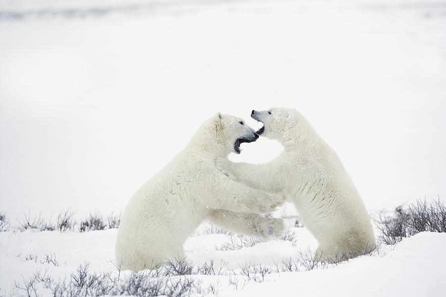 Animal Photograph - Polar Bears Fighting by Richard Wear