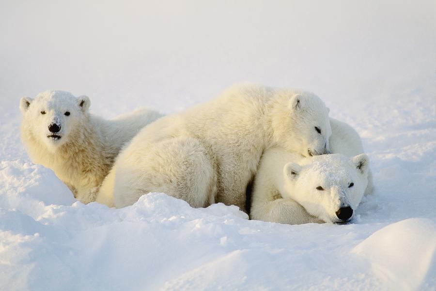 Polar Bears Photograph by John Pitcher | Fine Art America