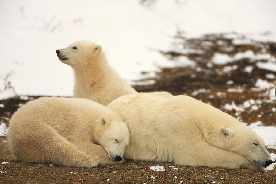Wildlife Photograph - Polar Bears, Mother And Two Cubs by Robert Postma