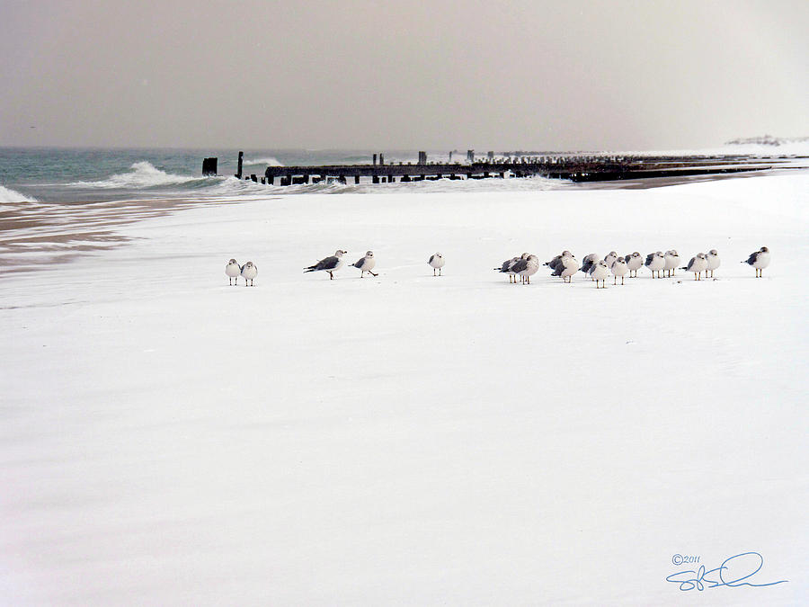 Polar Bird Club Photograph by S Paul Sahm