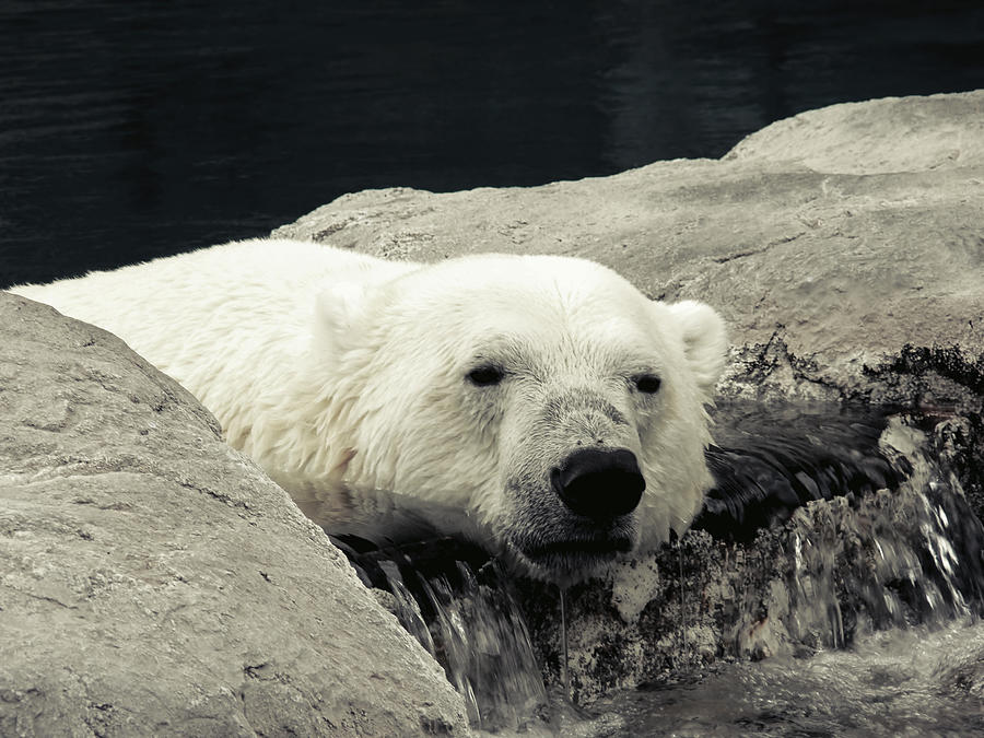 Polar Relaxation Photograph by Charles Benavidez