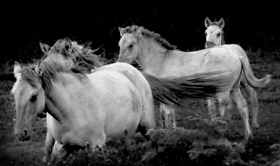 Polish Konik Horses Photograph by Darren Burroughs - Fine Art America