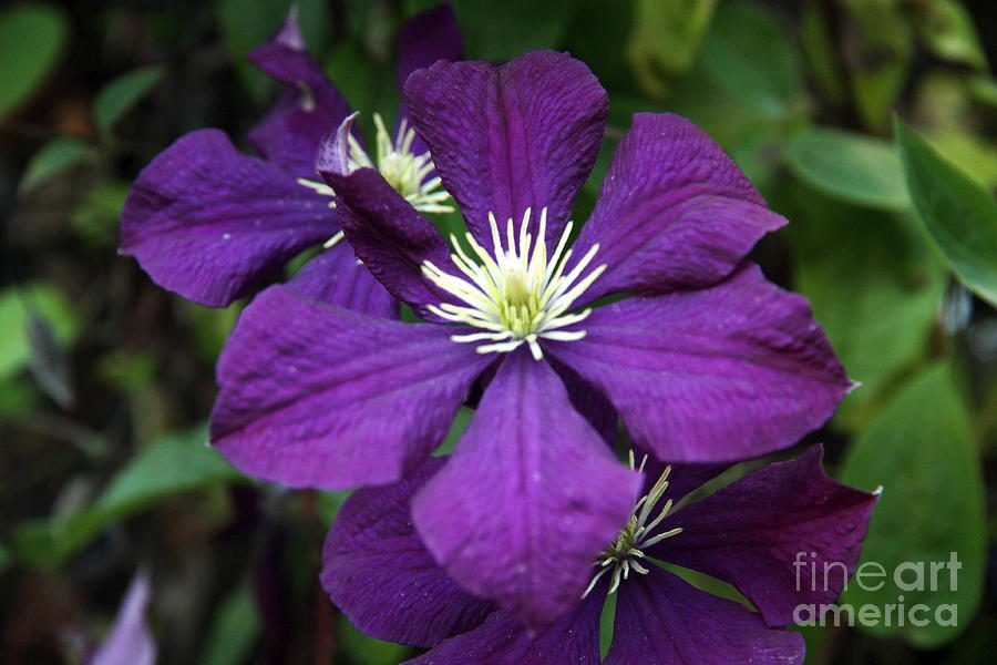 Polish Spirit Clematis Photograph by Freda Sbordoni - Fine Art America