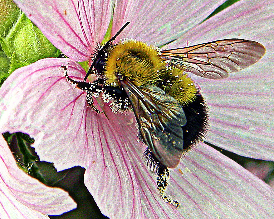 Pollen Beaded Bumble Bee 1 Photograph by Mark J Seefeldt