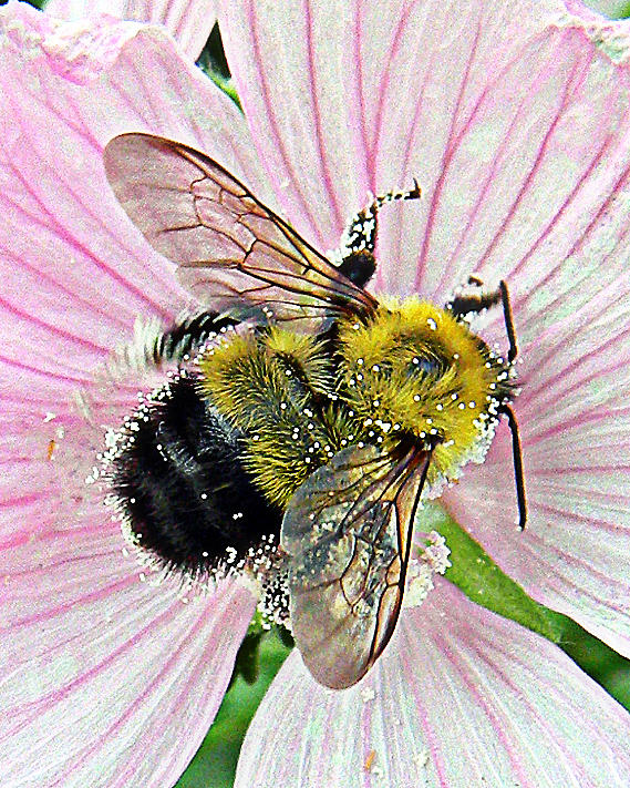 Pollen beaded Bumble Bee 2 Photograph by Mark J Seefeldt