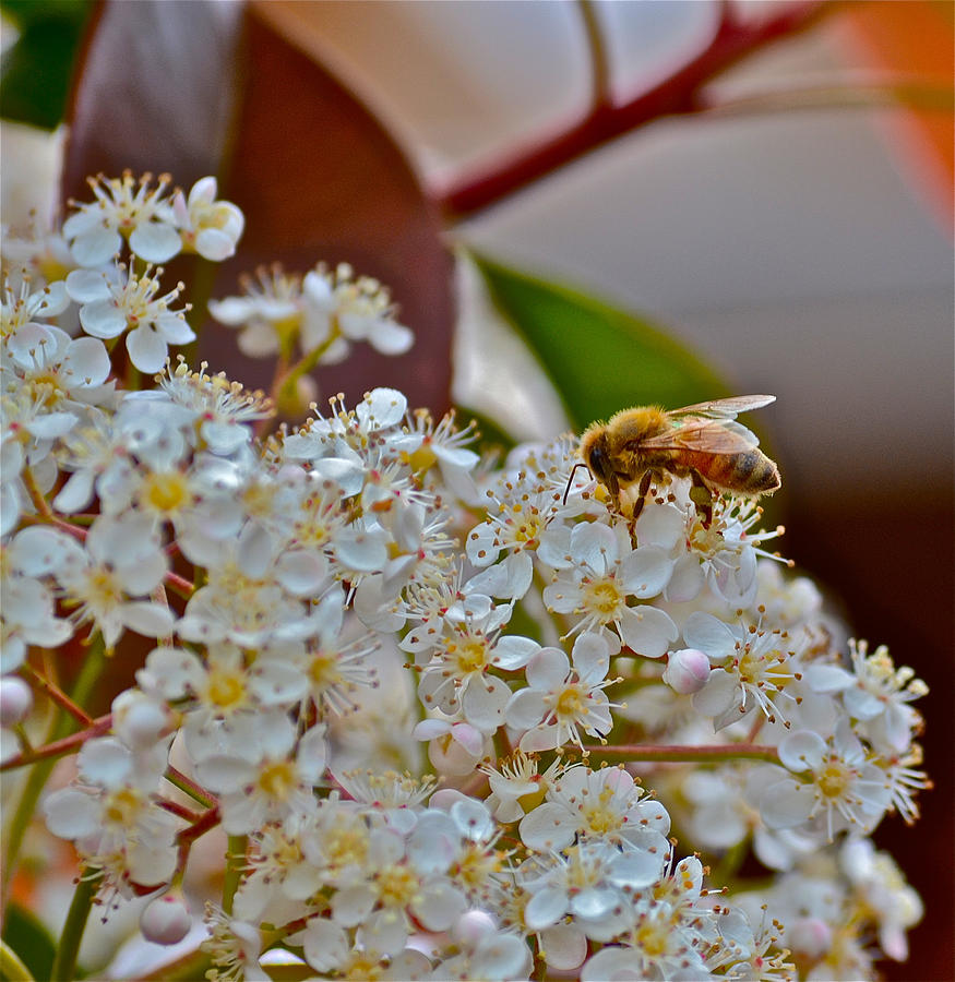 Pollen Photograph by Bill Owen
