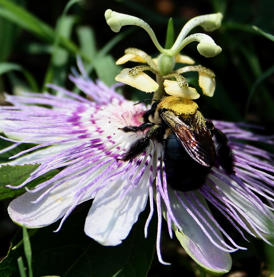 Pollen Collector Photograph by Karen Harrison Brown