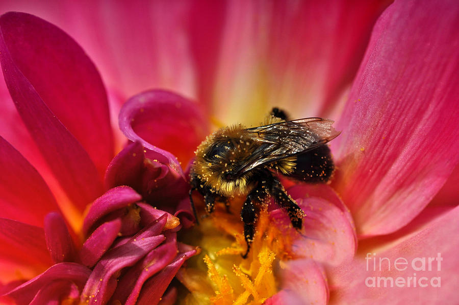 Pollen Covered  Photograph by Elaine Manley