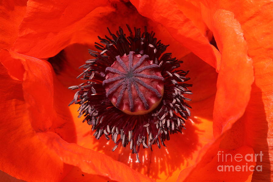 Poppy Photograph - Pollen by Edward R Wisell