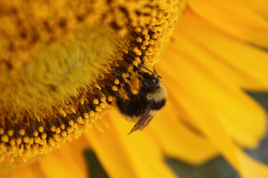 Pollen Gathering Photograph by Cathie Douglas