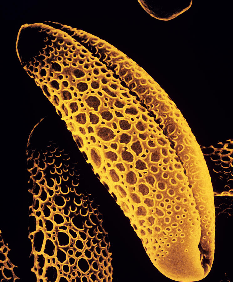 Pollen Grains Of Billbergia Flower Photograph by Dr Jeremy Burgess - Pixels