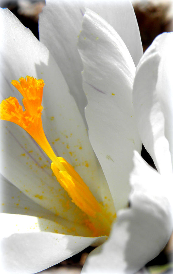 Pollinating Photograph by Kim Galluzzo