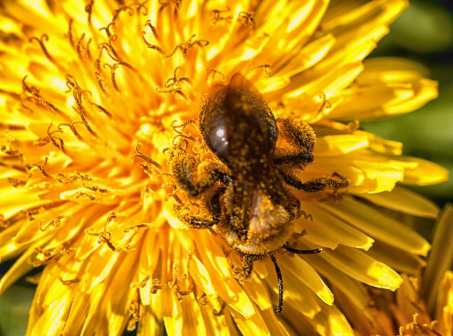 Pollinating Photograph by Linda Tiepelman