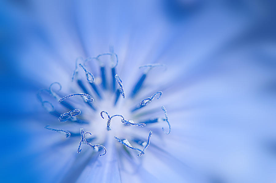 Pollination  Blue Chicory Photograph by Randall Branham