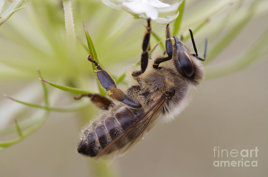 Spring Photograph - Pollination by Michal Boubin