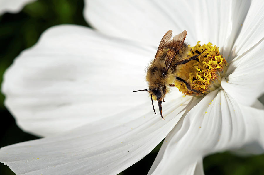 Pollination Photograph by Terry Dadswell